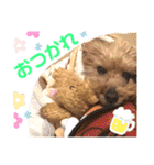 もふもふトイプードル！！チャコちゃん その2（個別スタンプ：3）