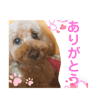 もふもふトイプードル！！チャコちゃん その2（個別スタンプ：4）