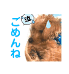 もふもふトイプードル！！チャコちゃん その2（個別スタンプ：5）