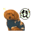 もふもふトイプードル！！チャコちゃん その2（個別スタンプ：9）