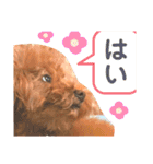 もふもふトイプードル！！チャコちゃん その2（個別スタンプ：10）