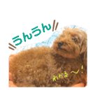もふもふトイプードル！！チャコちゃん その2（個別スタンプ：11）