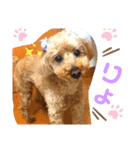 もふもふトイプードル！！チャコちゃん その2（個別スタンプ：12）