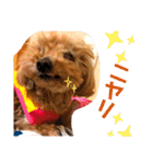 もふもふトイプードル！！チャコちゃん その2（個別スタンプ：21）