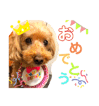 もふもふトイプードル！！チャコちゃん その2（個別スタンプ：30）
