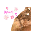 もふもふトイプードル！！チャコちゃん その2（個別スタンプ：36）