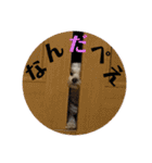 トラトラトララジオ体操（個別スタンプ：1）