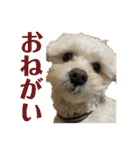 トラトラトララジオ体操（個別スタンプ：2）