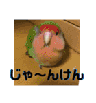 トラトラトララジオ体操（個別スタンプ：5）