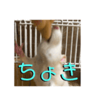 トラトラトララジオ体操（個別スタンプ：7）