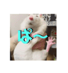 トラトラトララジオ体操（個別スタンプ：8）