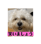トラトラトララジオ体操（個別スタンプ：9）