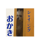 トラトラトララジオ体操（個別スタンプ：11）