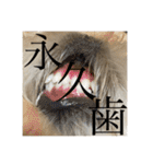 トラトラトララジオ体操（個別スタンプ：13）