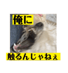 トラトラトララジオ体操（個別スタンプ：16）