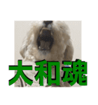 トラトラトララジオ体操（個別スタンプ：21）
