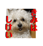 トラトラトララジオ体操（個別スタンプ：24）