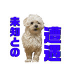 トラトラトララジオ体操（個別スタンプ：34）