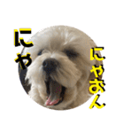 トラトラトララジオ体操（個別スタンプ：35）