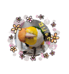 しろはらーさんNO.5（個別スタンプ：1）