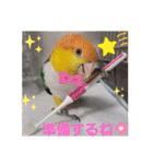 しろはらーさんNO.5（個別スタンプ：2）