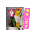 しろはらーさんNO.5（個別スタンプ：4）