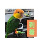 しろはらーさんNO.5（個別スタンプ：5）