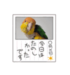 しろはらーさんNO.5（個別スタンプ：6）