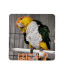 しろはらーさんNO.5（個別スタンプ：9）