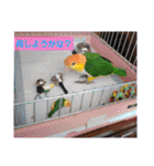 しろはらーさんNO.5（個別スタンプ：10）