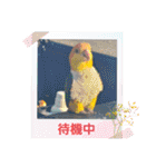 しろはらーさんNO.5（個別スタンプ：15）