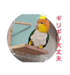しろはらーさんNO.5（個別スタンプ：18）