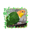 しろはらーさんNO.5（個別スタンプ：19）