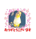 しろはらーさんNO.5（個別スタンプ：21）