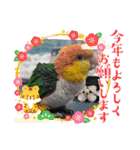 しろはらーさんNO.5（個別スタンプ：31）