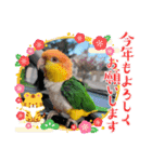 しろはらーさんNO.5（個別スタンプ：33）