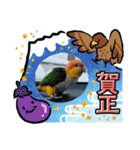 しろはらーさんNO.5（個別スタンプ：34）