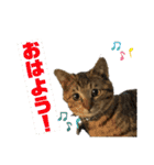 可愛いよケバブ。可愛いよ。（個別スタンプ：1）