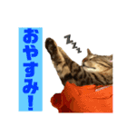 可愛いよケバブ。可愛いよ。（個別スタンプ：2）