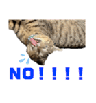 可愛いよケバブ。可愛いよ。（個別スタンプ：4）