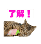 可愛いよケバブ。可愛いよ。（個別スタンプ：5）