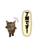 可愛いよケバブ。可愛いよ。（個別スタンプ：6）