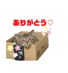 可愛いよケバブ。可愛いよ。（個別スタンプ：8）