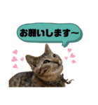 可愛いよケバブ。可愛いよ。（個別スタンプ：10）