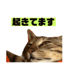 可愛いよケバブ。可愛いよ。（個別スタンプ：13）