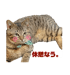 可愛いよケバブ。可愛いよ。（個別スタンプ：20）