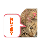 可愛いよケバブ。可愛いよ。（個別スタンプ：22）