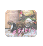 くぅ、パール、ふくの日常スタンプ（個別スタンプ：1）