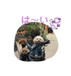 くぅ、パール、ふくの日常スタンプ（個別スタンプ：14）