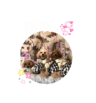 くぅ、パール、ふくの日常スタンプ（個別スタンプ：16）